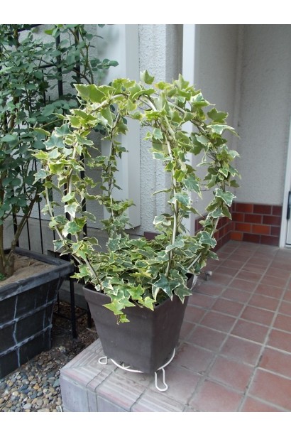 Плющ Marmorata декоративная фигура в горшке